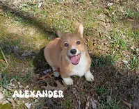 Alexander , a male Pembroke Welsh Corgi for sale in Joplin, MO – Photo 1 of 7