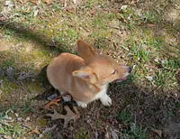 Alexander , a male Pembroke Welsh Corgi for sale in Joplin, MO – Photo 5 of 7