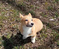 Alexander , a male Pembroke Welsh Corgi for sale in Joplin, MO – Photo 7 of 7