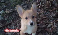 Alexander , a male Pembroke Welsh Corgi for sale in Joplin, MO – Photo 3 of 7