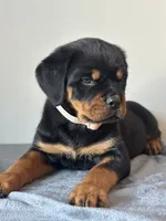 processed/6f976a1b-1247-49dc-ba28-6bb0853e9b40/listing/72aa7cfa-c7d8-479e-9efb-873f3fa9847c/256a18a4-7138-4b09-966d-e068c57b7eae