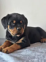 processed/6f976a1b-1247-49dc-ba28-6bb0853e9b40/listing/72aa7cfa-c7d8-479e-9efb-873f3fa9847c/7cb71705-4048-4ed6-af15-147ab24575ca