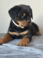 processed/6f976a1b-1247-49dc-ba28-6bb0853e9b40/listing/72aa7cfa-c7d8-479e-9efb-873f3fa9847c/dc249527-50f5-4275-a7d6-b69d22c803a3