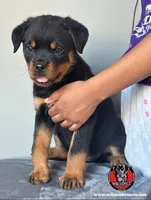 processed/6f976a1b-1247-49dc-ba28-6bb0853e9b40/listing/ce1607c5-e88d-4400-9cd8-458f0d2c0dcf/07b6e010-ff54-47a8-83de-97ceef829959