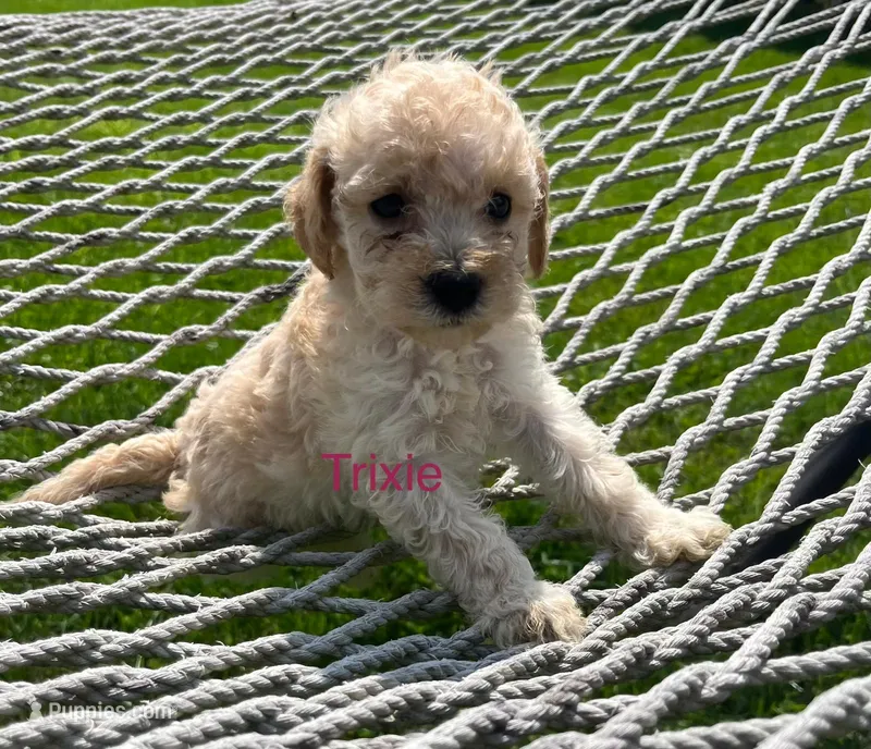 Trixie – Miniature Goldendoodle puppy for sale in Hillsville, VA