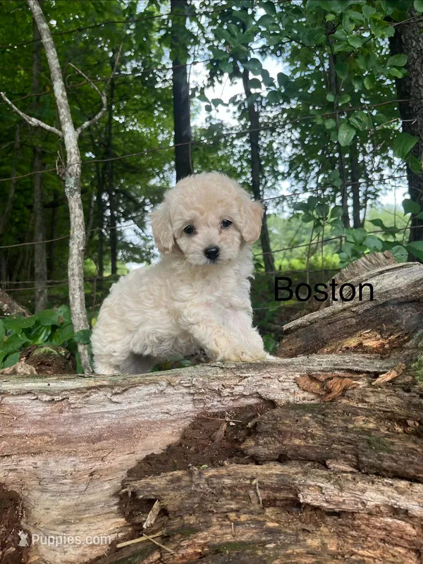 Boston – Miniature Goldendoodle puppy for sale in Hillsville, VA