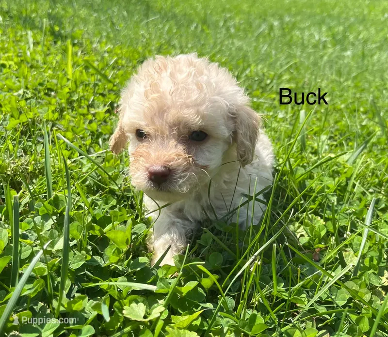 Buck – Miniature Goldendoodle puppy for sale in Hillsville, VA