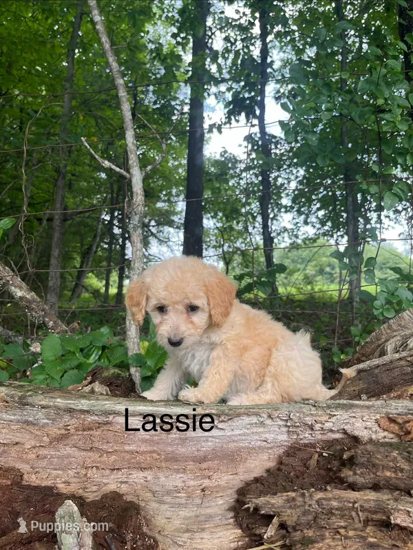Lassie – Miniature Goldendoodle puppy for sale in Hillsville, VA
