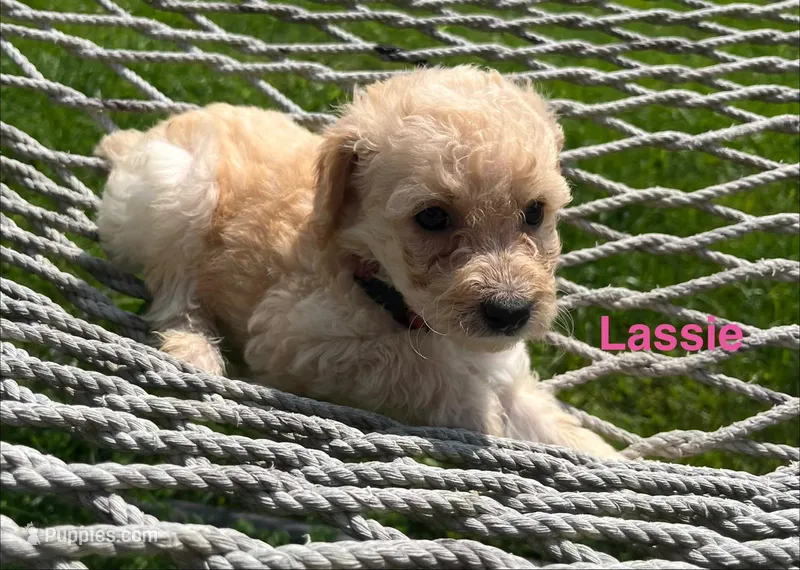 Lassie – Miniature Goldendoodle puppy for sale in Hillsville, VA
