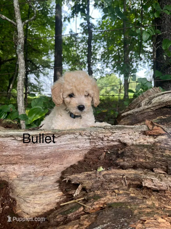 bullet – Miniature Goldendoodle puppy for sale in Hillsville, VA