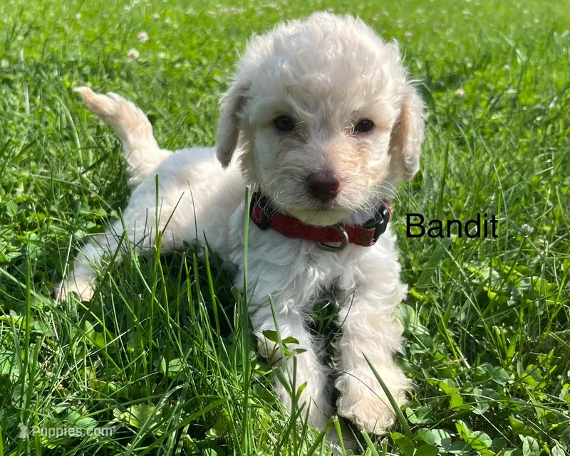 Bandit – Miniature Goldendoodle puppy for sale in Hillsville, VA