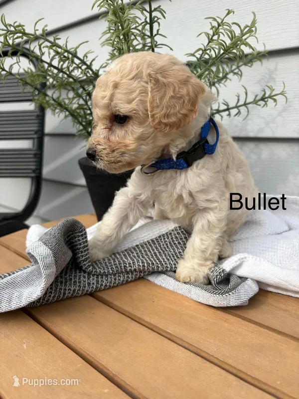 bullet – Miniature Goldendoodle puppy for sale in Hillsville, VA