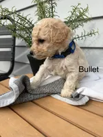bullet, a male Miniature Goldendoodle for sale in Hillsville, VA – 1 of 1