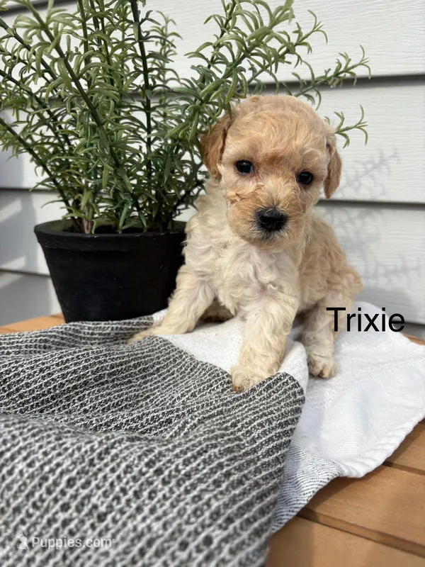 Trixie – Miniature Goldendoodle puppy for sale in Hillsville, VA