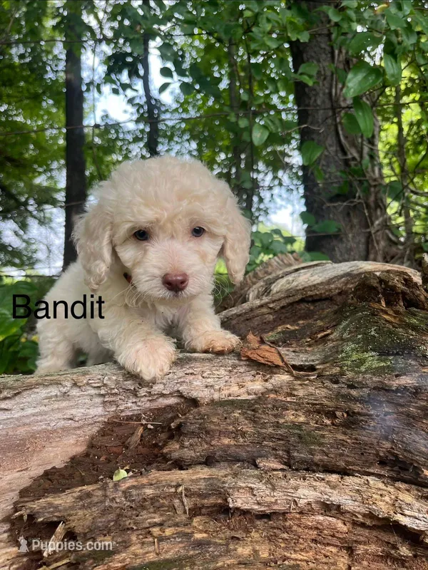 Bandit – Miniature Goldendoodle puppy for sale in Hillsville, VA
