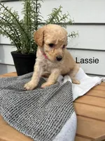 Lassie, a female Miniature Goldendoodle for sale in Hillsville, VA – 1 of 1