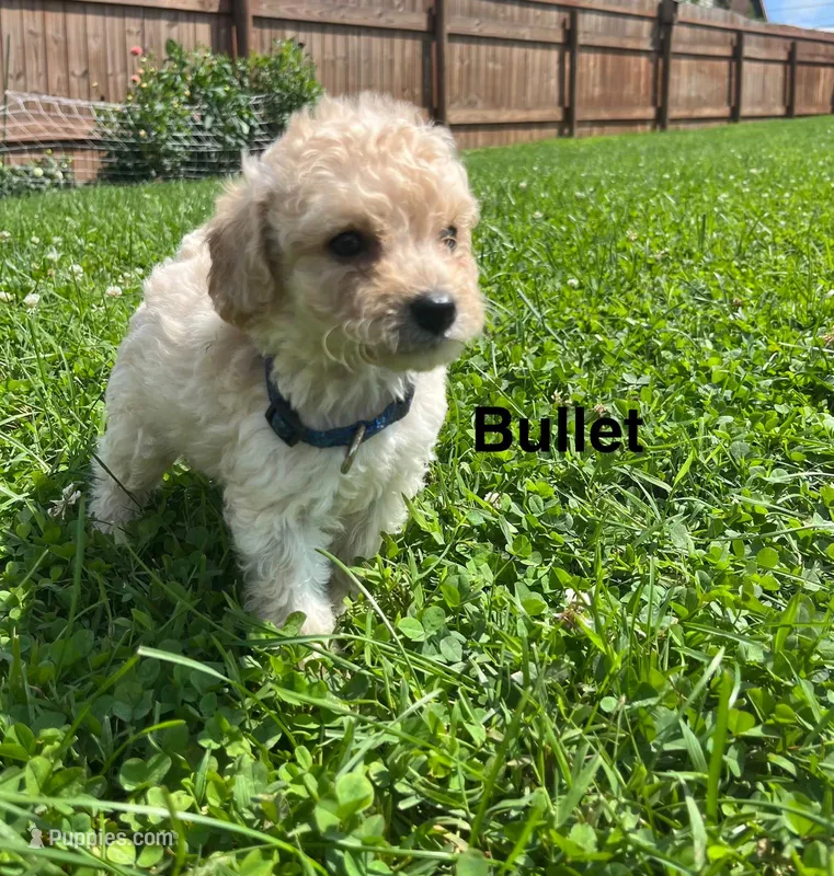 bullet – Miniature Goldendoodle puppy for sale in Hillsville, VA