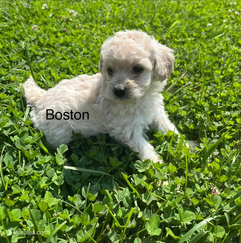 Boston – Miniature Goldendoodle puppy for sale in Hillsville, VA