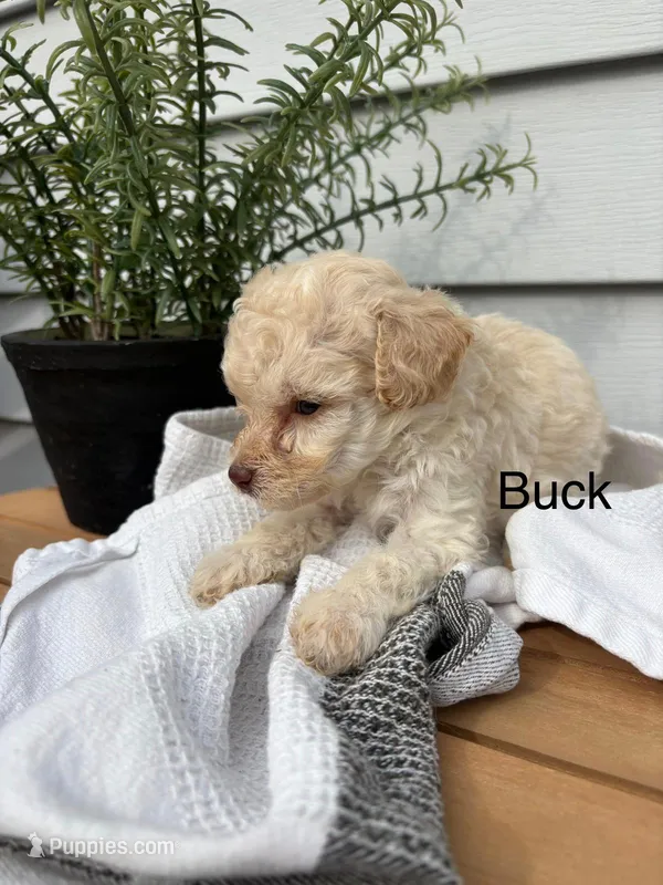 Buck – Miniature Goldendoodle puppy for sale in Hillsville, VA