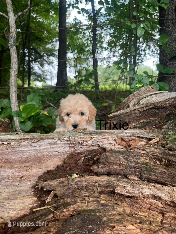 Trixie – Miniature Goldendoodle puppy for sale in Hillsville, VA
