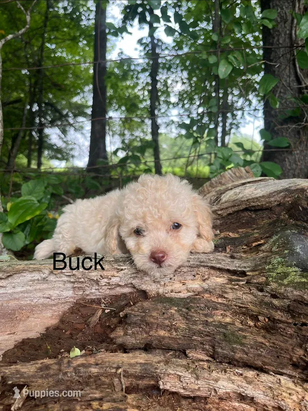 Buck – Miniature Goldendoodle puppy for sale in Hillsville, VA