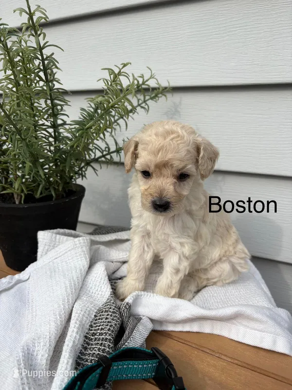 Boston – Miniature Goldendoodle puppy for sale in Hillsville, VA