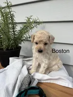 Boston, a male Miniature Goldendoodle for sale in Hillsville, VA – 1 of 1