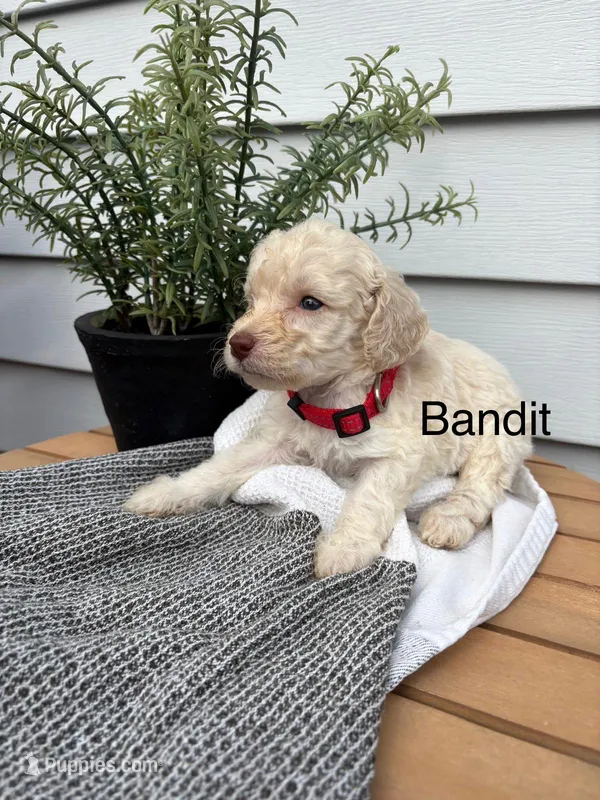 Bandit – Miniature Goldendoodle puppy for sale in Hillsville, VA