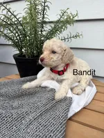 Bandit, a male Miniature Goldendoodle for sale in Hillsville, VA – 1 of 1