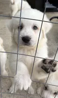 Snowball, a female Great Pyrenees for sale in Saint Augustine, FL – 1 of 1