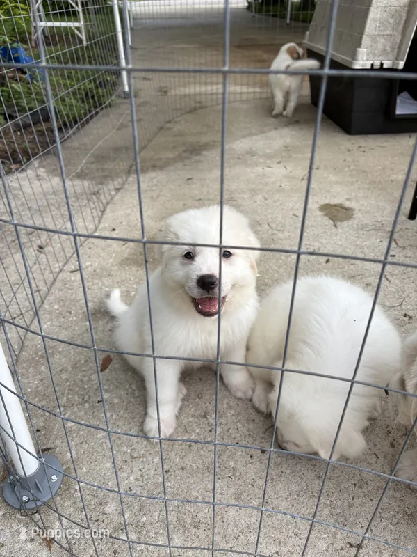 Beethoven – Great Pyrenees puppy for sale in Saint Augustine, FL