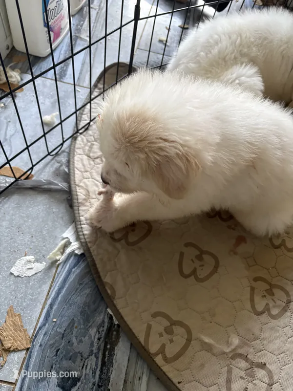 Henry – Great Pyrenees puppy for sale in Saint Augustine, FL