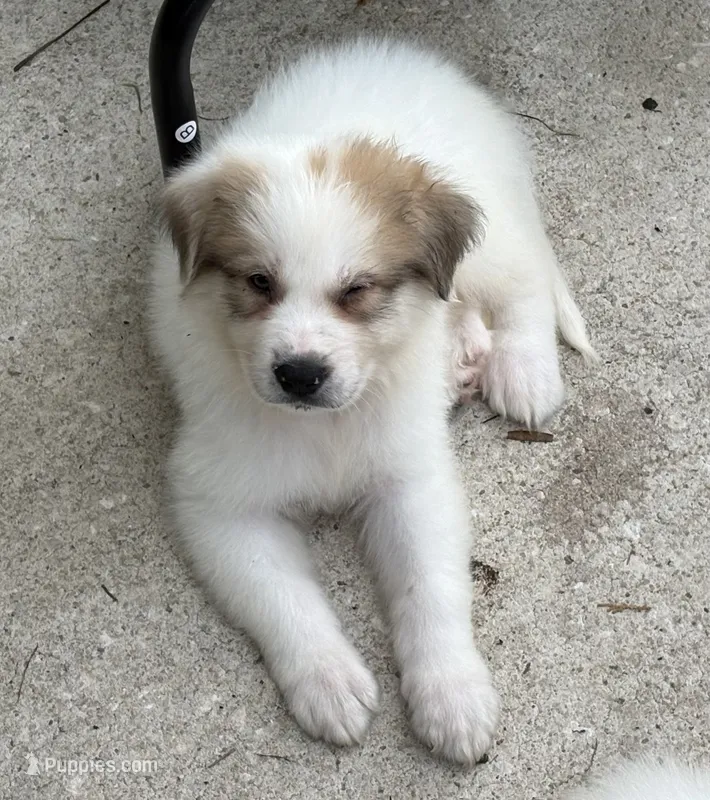 Bandit – Great Pyrenees puppy for sale in Saint Augustine, FL