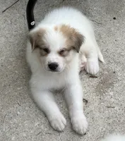 Bandit, a male Great Pyrenees for sale in Saint Augustine, FL – 1 of 1