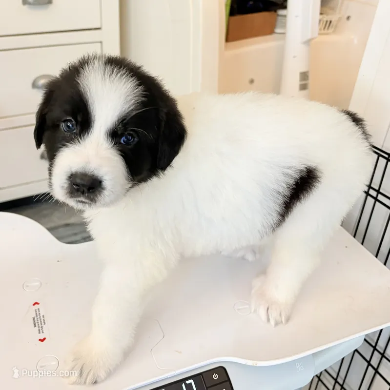 Edy – Great Pyrenees puppy for sale in Saint Augustine, FL
