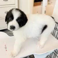 Edy, a female Great Pyrenees for sale in Saint Augustine, FL – 1 of 1