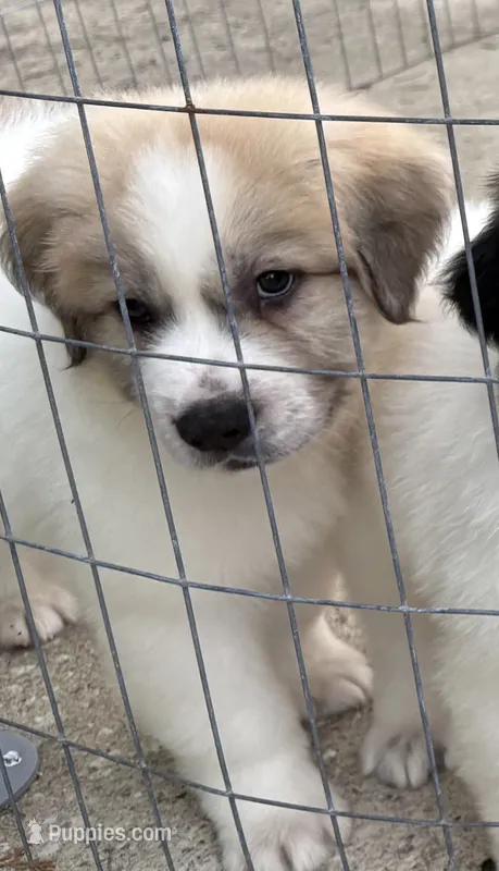 Ozzy – Great Pyrenees puppy for sale in Saint Augustine, FL