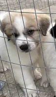 Ozzy, a male Great Pyrenees for sale in Saint Augustine, FL – 1 of 1