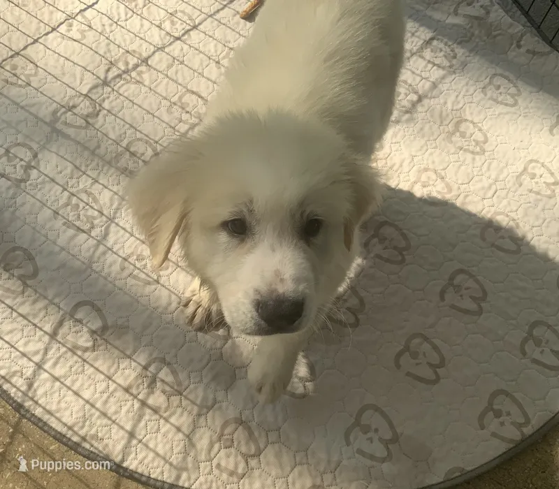 Peaches – Great Pyrenees puppy for sale in Saint Augustine, FL
