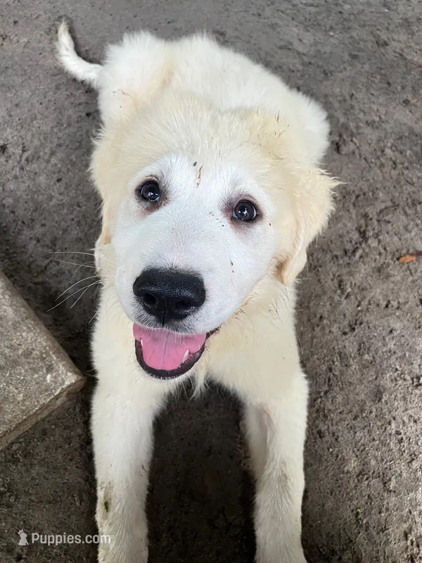 Rocky – Great Pyrenees puppy for sale in Saint Augustine, FL