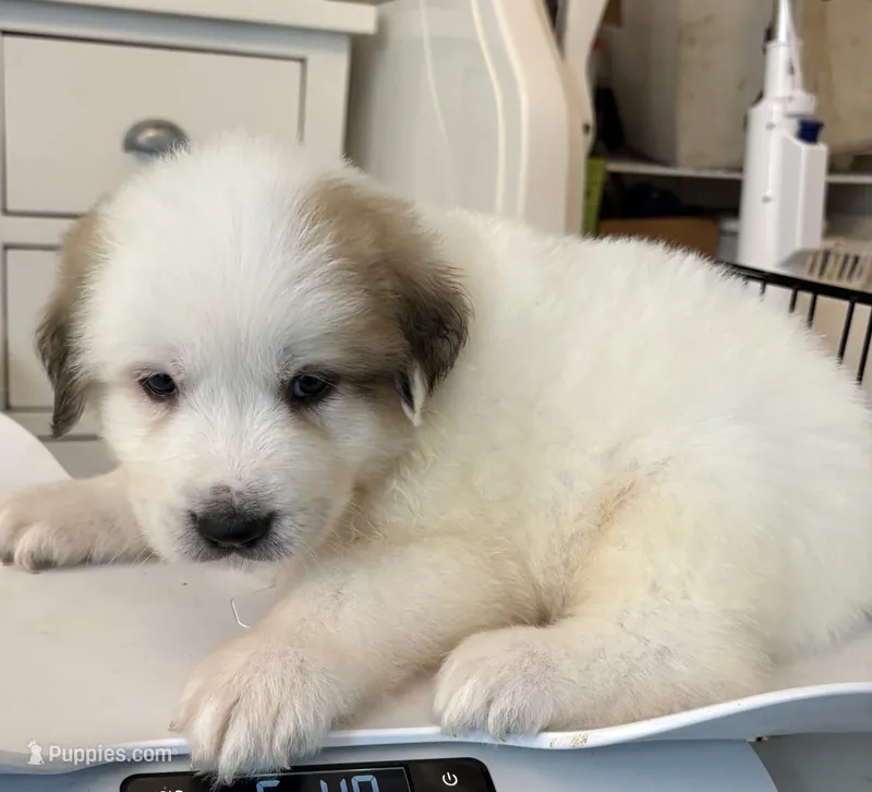 Petey – Great Pyrenees puppy for sale in Saint Augustine, FL