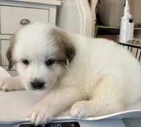 Petey, a male Great Pyrenees for sale in Saint Augustine, FL – 1 of 1