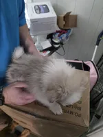 Toy Pomsky Misty, a female Pomsky for sale in Miamisburg, OH – Photo 4 of 4