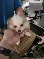 Toy Pomsky Misty, a female Pomsky for sale in Miamisburg, OH – Photo 3 of 4