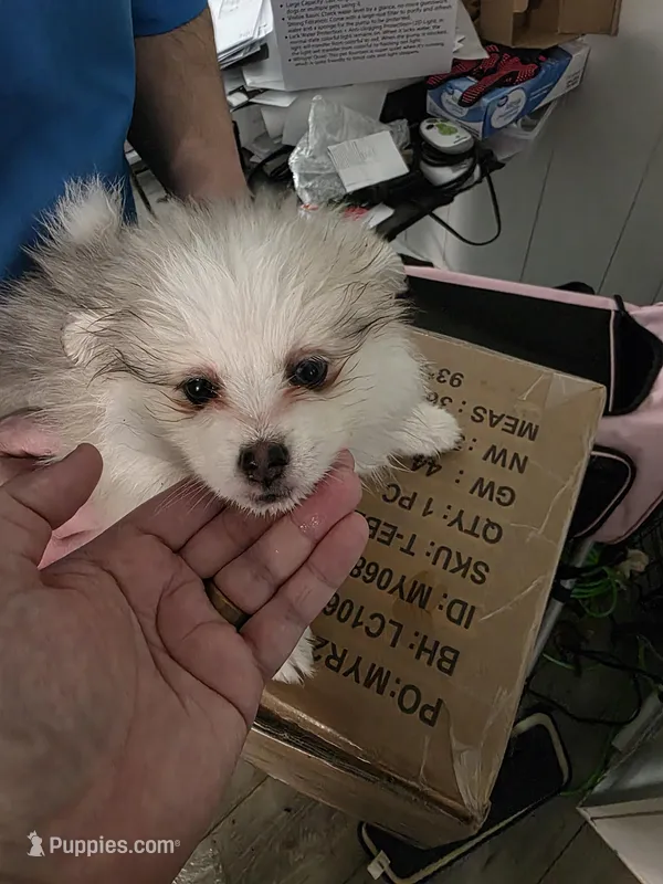 Toy Pomsky Misty – Pomsky puppy for sale in Miamisburg, OH