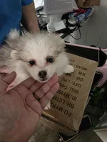 Toy Pomsky Misty, a female Pomsky for sale in Miamisburg, OH – Photo 1 of 4