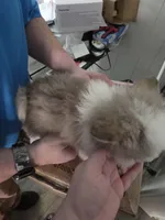 toy pomsky Fen, a male Pomsky for sale in Miamisburg, OH – Photo 3 of 3