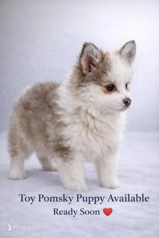 toy pomsky  – Pomsky puppy for sale in Miamisburg, OH