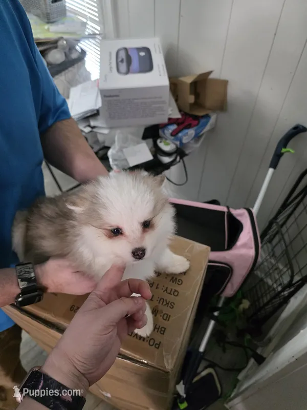 toy pomsky Fen – Pomsky puppy for sale in Miamisburg, OH