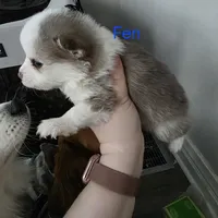 toy pomsky Fen, a male Pomsky for sale in Miamisburg, OH – Photo 2 of 3